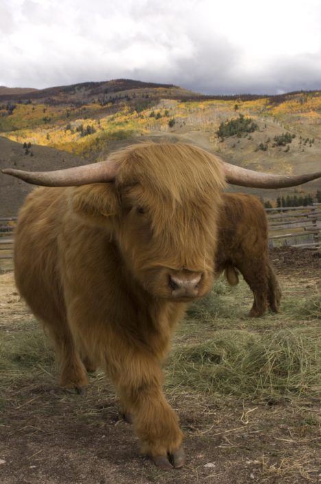 Natural Beef in Colorado