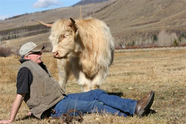 Scottish Highlander Beef Colorado
