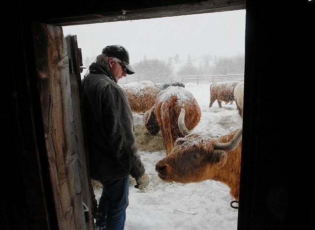 Colorado Side of Beef Ranch Winter